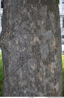 wood tree bark 0002